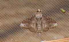 Euglyphis guttularis