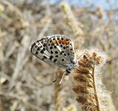 Euphilotes bernardino