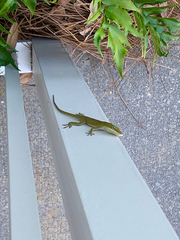 Anolis carolinensis