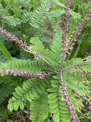 Amorpha herbacea
