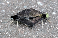 Chrysopilus connexus
