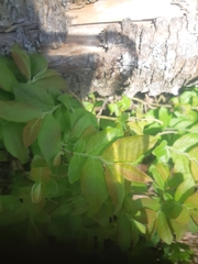 Vaccinium myrtilloides image