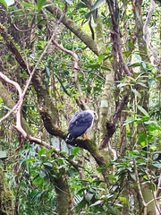 Buteogallus lacernulatus