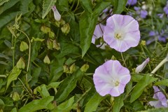Calystegia sepium