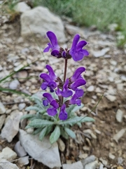 Salvia canescens