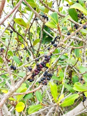 Myrsine parvifolia