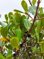 Myrsine parvifolia