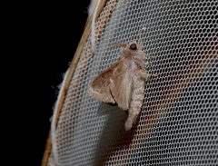 Euglyphis guttularis