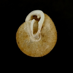 Inflectarius inflectus