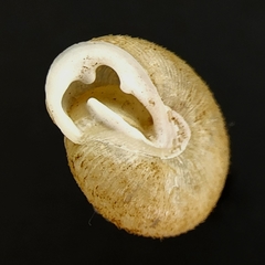 Inflectarius inflectus