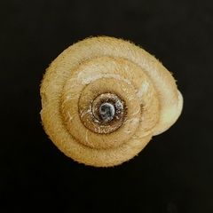 Inflectarius inflectus