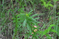 Asclepias tuberosa interior