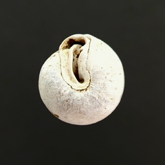 Stenotrema pilula