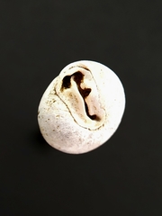 Stenotrema pilula