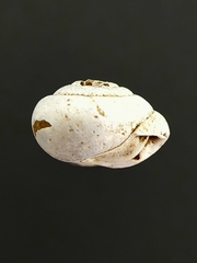 Stenotrema pilula