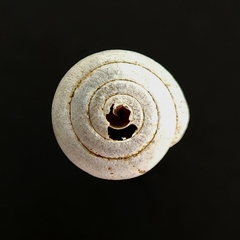 Stenotrema pilula