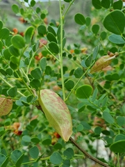 Colutea orientalis