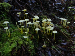 Mycena subviscosa