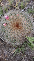 Mammillaria discolor