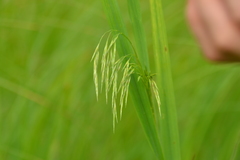 Bromus ciliatus