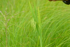 Bromus ciliatus