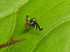 Xenopterella beameri