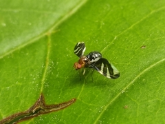 Xenopterella beameri