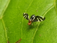 Xenopterella beameri