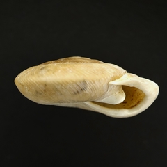 Patera sargentiana