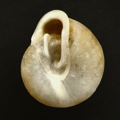 Patera sargentiana