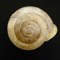 Patera sargentiana