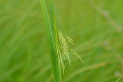 Bromus ciliatus