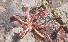 Plantago elongata