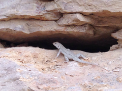 Sceloporus merriami merriami