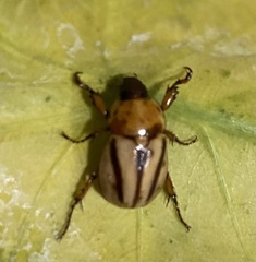 Cyclocephala complanata