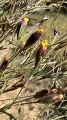 Schkuhria pinnata