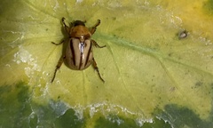 Cyclocephala complanata