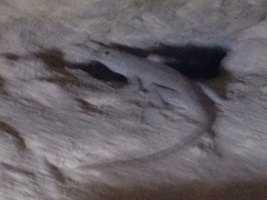 Sceloporus merriami merriami