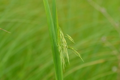 Bromus ciliatus