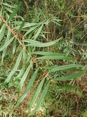 Pimelea axiflora