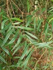 Pimelea axiflora