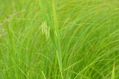 Bromus ciliatus