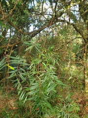 Pimelea axiflora