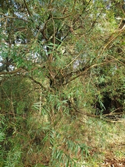 Pimelea axiflora
