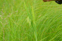 Bromus ciliatus