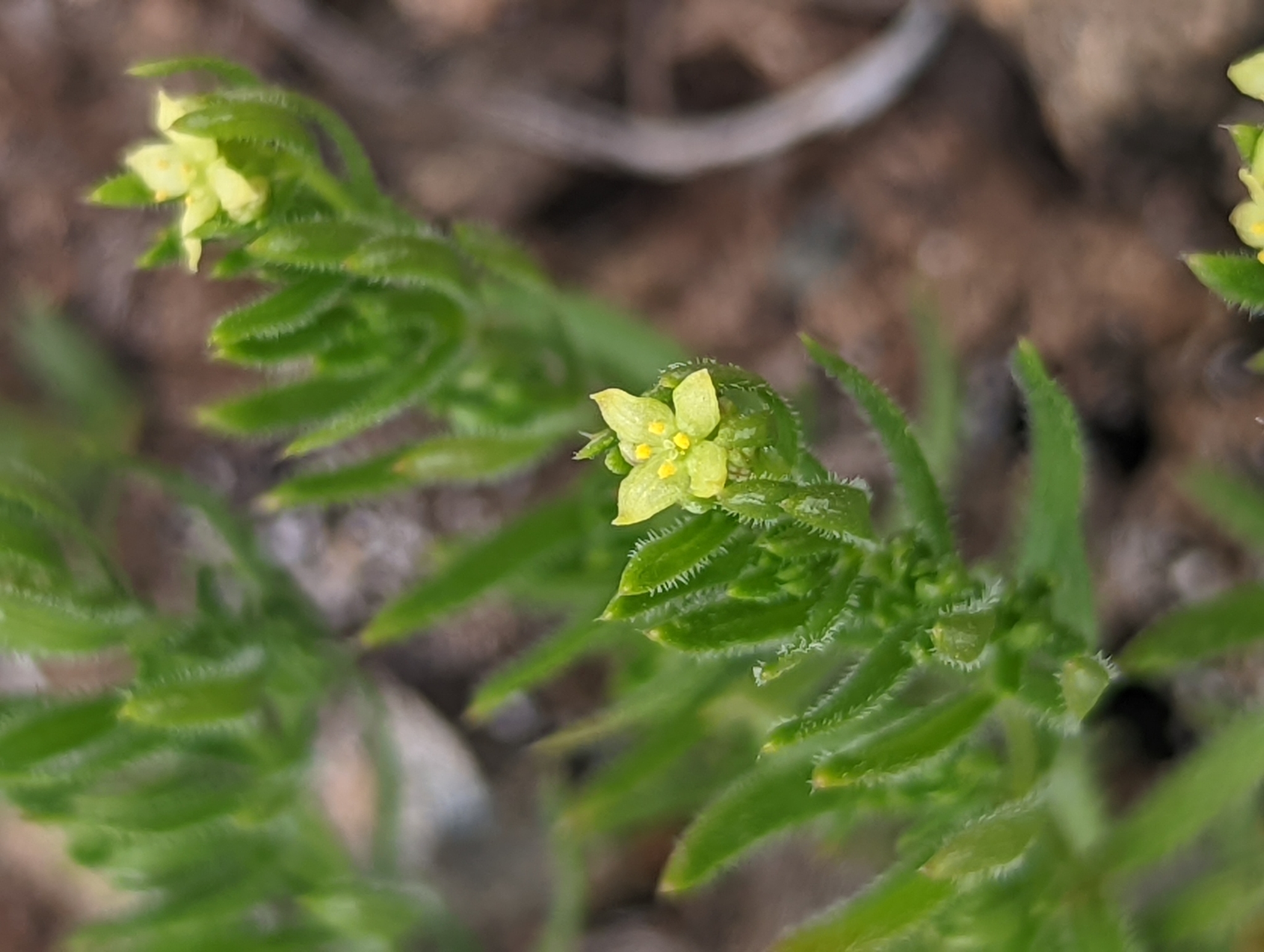 Galium ambiguum