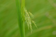 Bromus ciliatus
