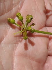 Tauschia kelloggii