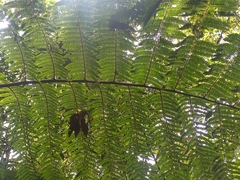 Cyathea fulva