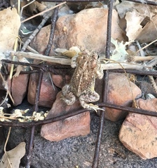 Anaxyrus microscaphus